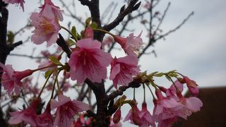 冬は寒緋桜が美しい
