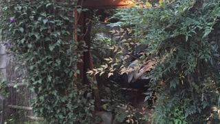 隠れ家というか隠れています