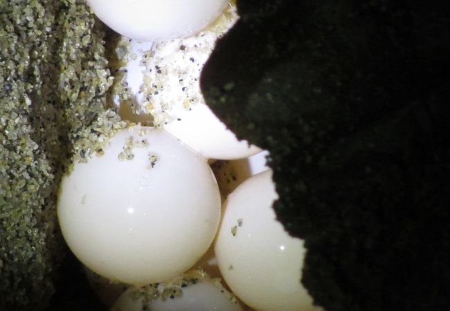 栗生浜でのウミガメ産卵
