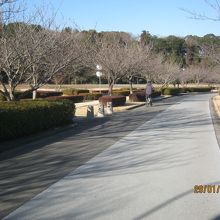 公園の一部です。右側が千波湖で、左側が梅林のようです。