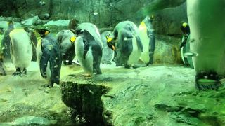 大阪の水族館といえば！