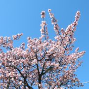 桜まつりやってます。