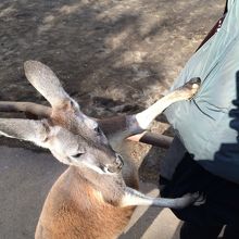 カンガルーの餌やり