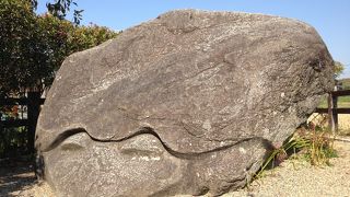 たしかに亀です