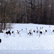 ツルがたくさんいる・・・。