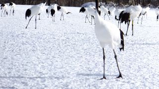 丹頂鶴だけ！