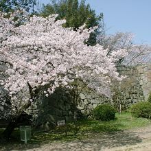 天守閣に登る途中石垣沿いの公園