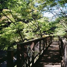 遊歩道は歩きやすいです