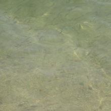 水はこんな感じ。黒い線は魚です。