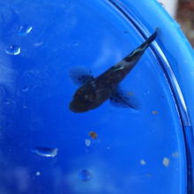 小さい魚は網で捕まえられます