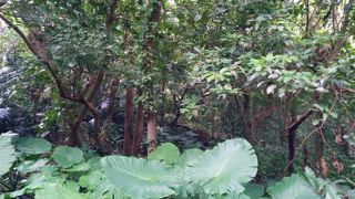 那覇市内のジャングル