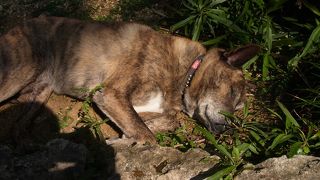 エイサーショー