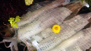 イカがおいしい！