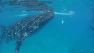 一生思い出に残る体験！　バスで行くコツ