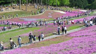 春には芝桜がとってもきれいです。