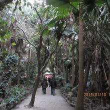 境内がすでに亜熱帯