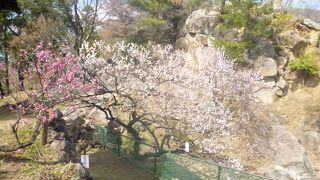 梅の庭園・天気次第では富士山も！