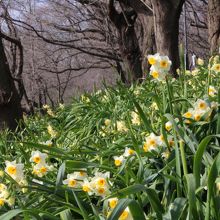 秋に曼珠沙華の緋色の絨毯があった場所は春色の花々覆われる