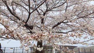 新幹線を降りたらお花見もしませんか？