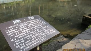 チョウザメに餌を