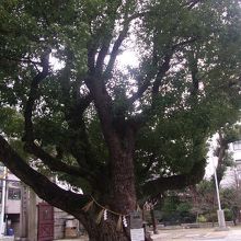 クスノキの様子