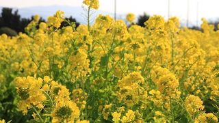 和泉リサイクル環境公園 