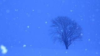 雪原に立つ姿は「孤高」