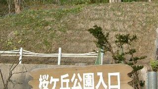 カタクリとエゾエンゴサク