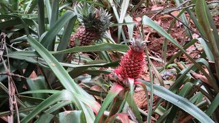 屋外体験型のお土産屋さん