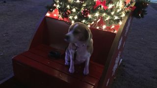 クリスマスイルミネーション