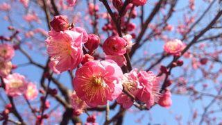 梅の満開まであと１週間以上かかるかも・・・