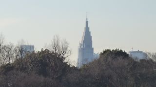 木々の間に顔を出す雄姿