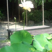 ハス祭りに備えて準備中