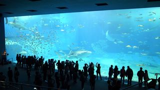 ジンベイザメはデカかわいい！！