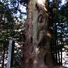 帰り道（車）、比較的近くにある「湯島の大スギ」
