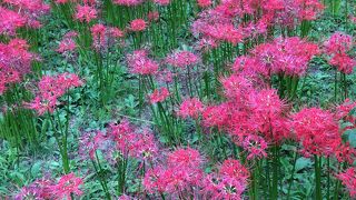 府中市郷土の森公園の曼珠沙華