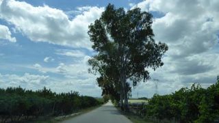 モルフェッタの見所は大聖堂と漁港です♪