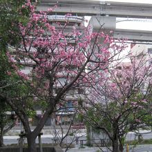 桜が見ごろ