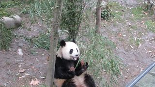 パンダ野生化訓練基地 「熊猫谷」