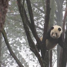 木登りする大人のパンダ
