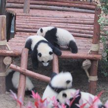 小パンダだらけ