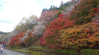 紅葉と不断桜が一度に見れます