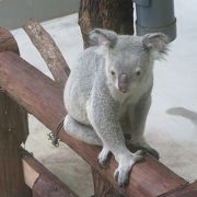 とにかく広い！珍しい動物さんにも会えますよ！！