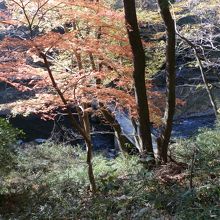 紅葉の間から、槻川と冠水橋。