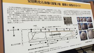 安田町唐浜層化石発掘体験