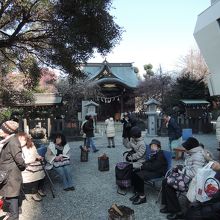 梅の花は満開です