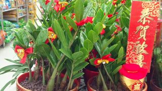 夜市のあと立ち寄って