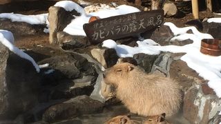 ★カピバラに癒されます。