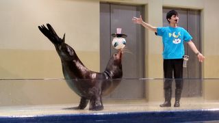 ショーだけじゃなくイルカタッチも楽しめる！