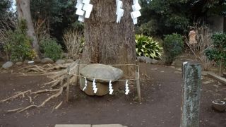 大きな亀に見えました